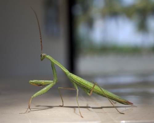 Wing green insect fauna Photo