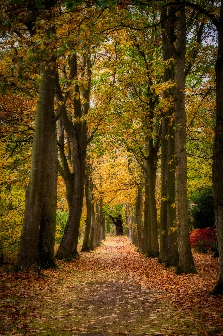 árbol naturaleza bosque camino