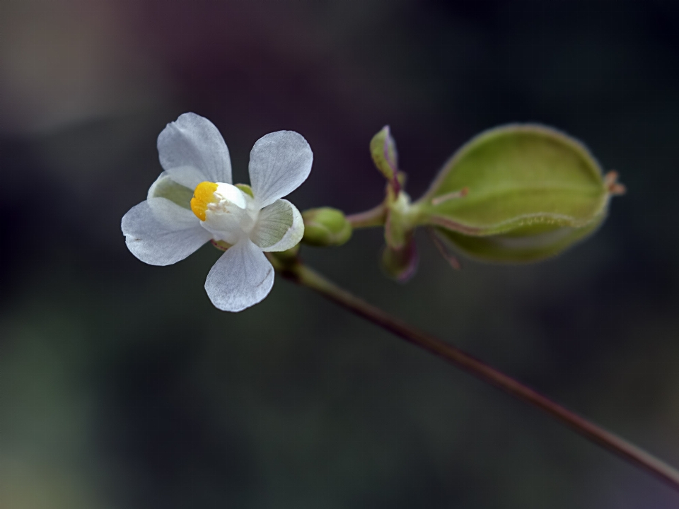 Nature bifurquer fleurir usine