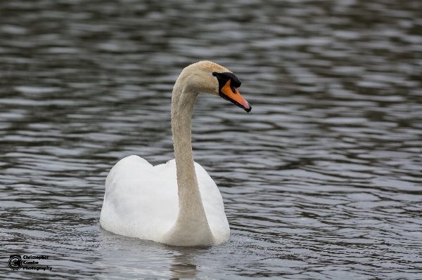 Water bird wing lake Photo