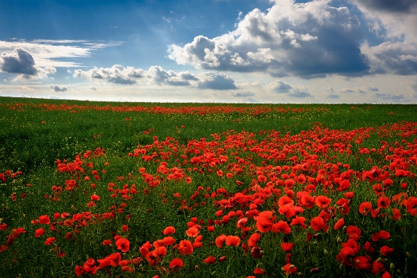 Nature grass horizon cloud Photo