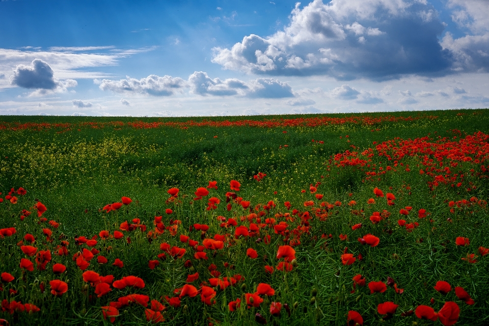 Herbe horizon nuage usine