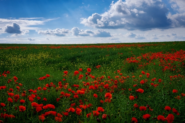 Grass horizon cloud plant Photo