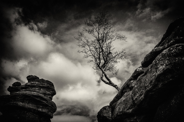 Foto Pohon alam rock gunung