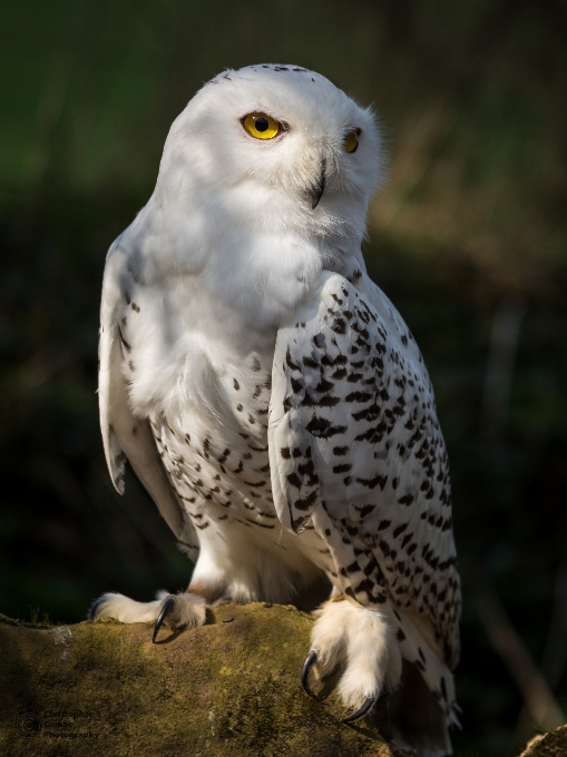 鳥 羽 野生動物 嘴