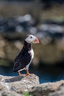 Sea nature bird seabird Photo