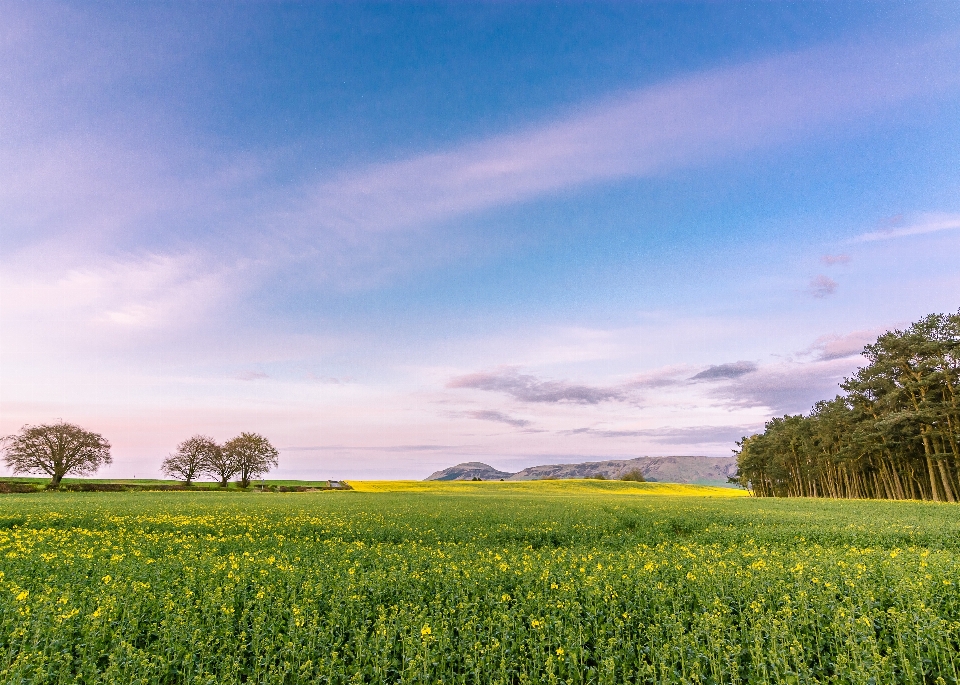 Paisaje césped horizonte nube