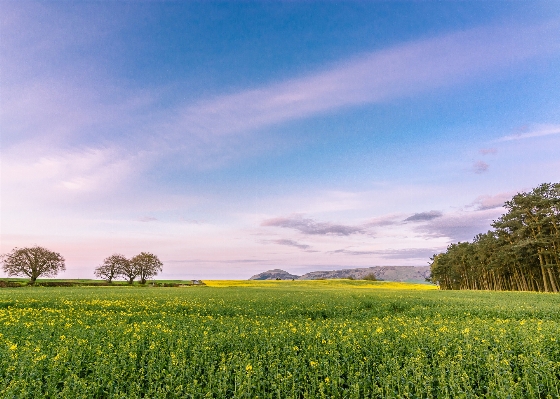 Landscape grass horizon cloud Photo