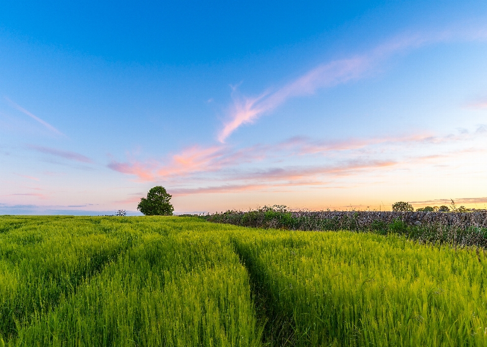 Paysage arbre nature herbe