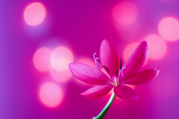 Blossom bokeh plant flower Photo