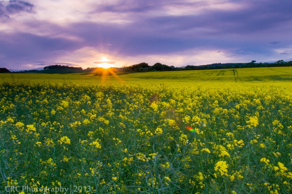 Paesaggio natura erba orizzonte