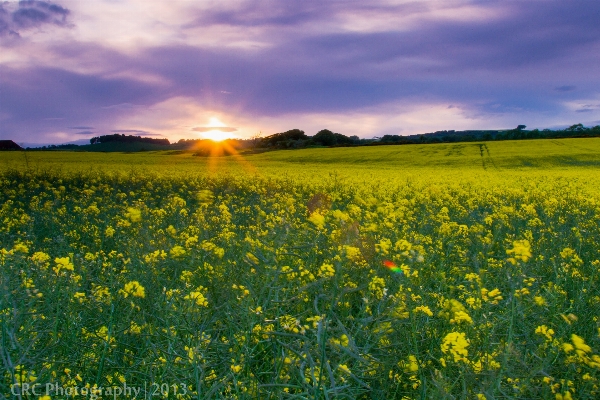 Landscape nature grass horizon Photo