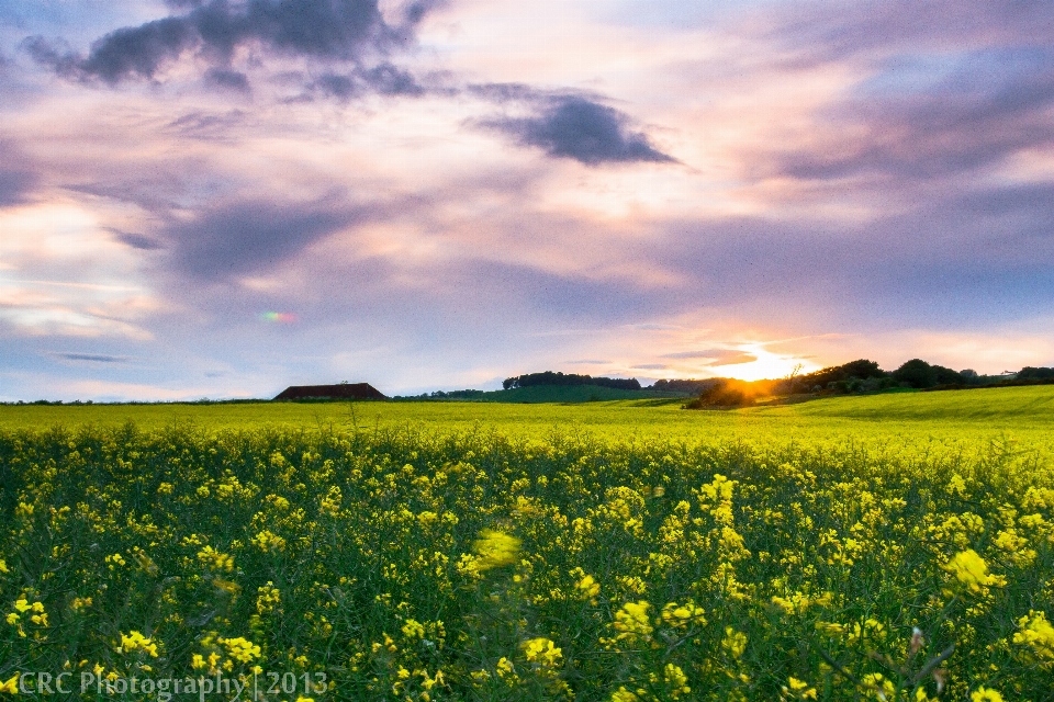 Paesaggio erba orizzonte nube