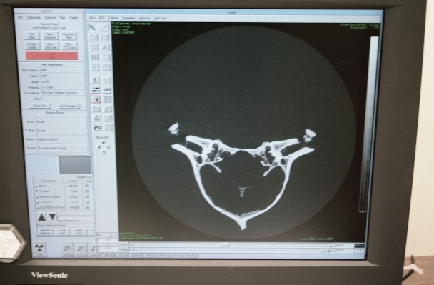 Foto Biologi tubuh manusia
 geologi organ