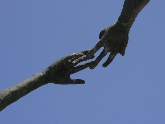 Photo Main arbre bifurquer oiseau