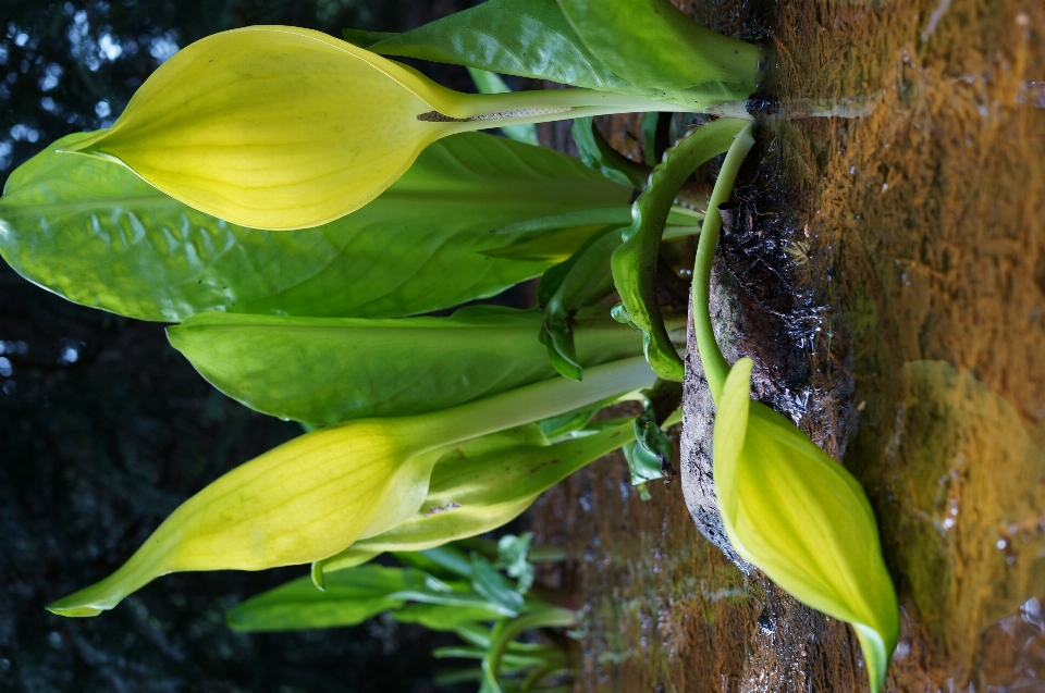 Natura pianta foglia fiore