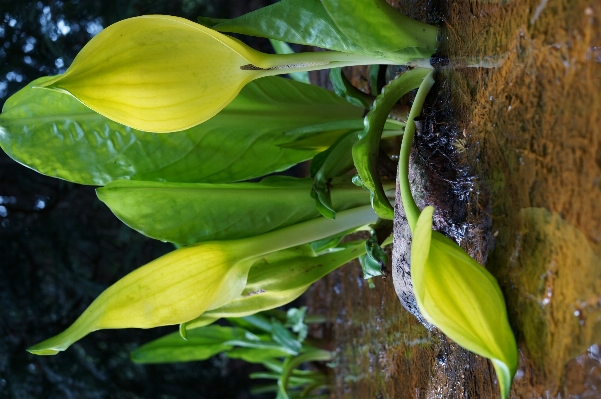 Foto Natura pianta foglia fiore