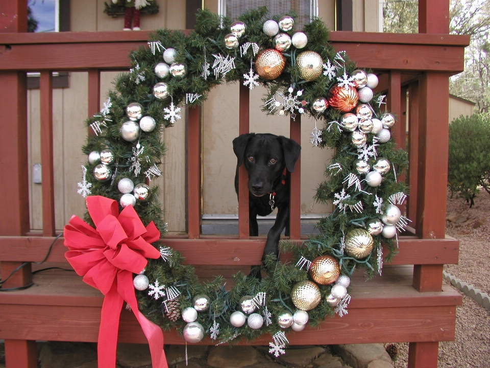 Bitki çiçek köpek noel