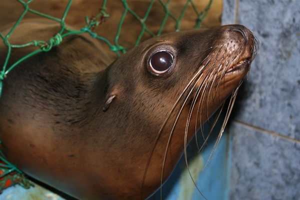 Foto Animais selvagens bico mamífero fauna