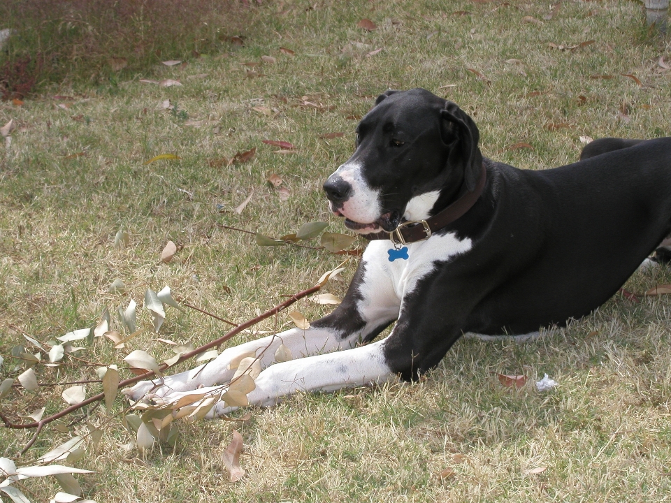 Perro mamífero vertebrado
 raza canina
