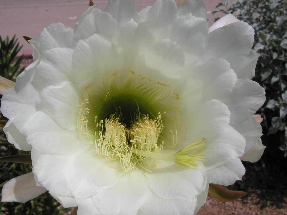 Cactus plant flower petal