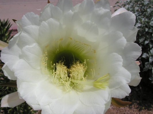 Foto Cacto
 plantar flor pétala