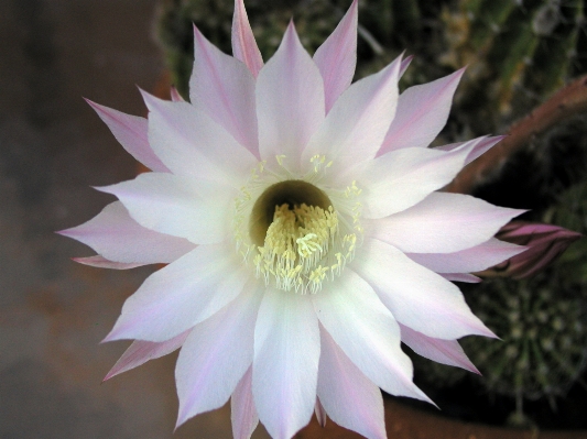 Foto Cacto
 plantar deserto flor