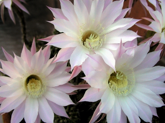 Cactus plant desert flower Photo