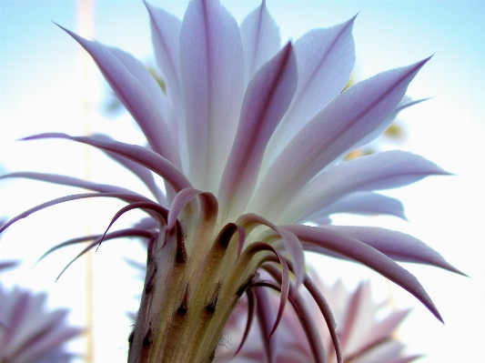 Cactus plant desert flower Photo