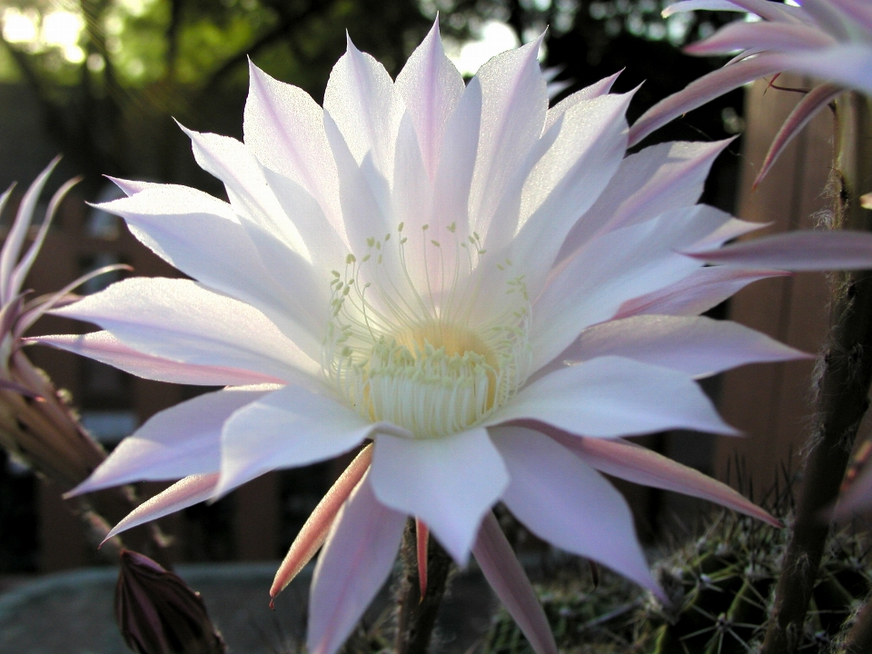 Cactus
 pianta deserto fiore