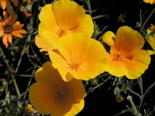 Foto Alam tanaman bunga daun