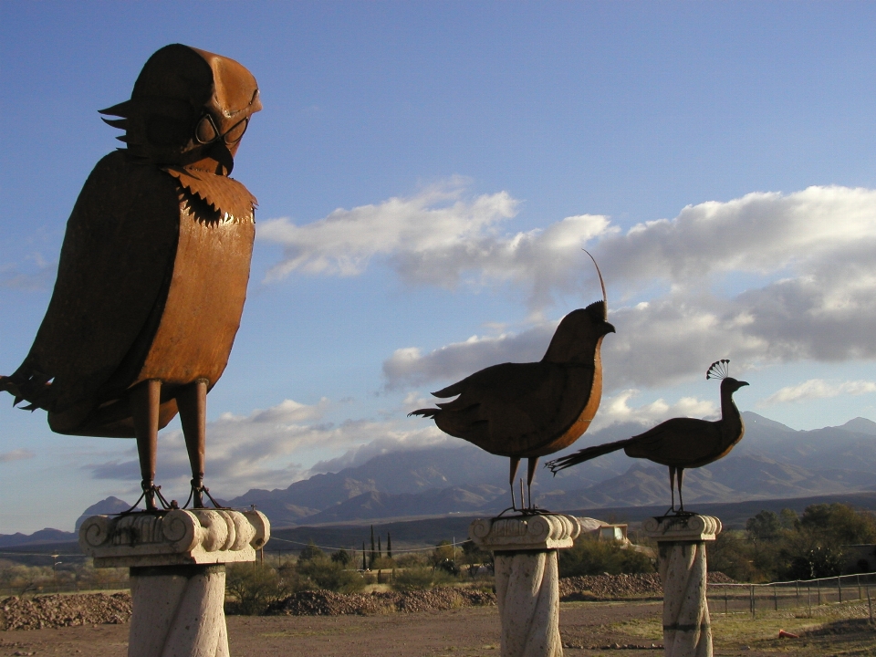 Mare uccello vacanza animali selvatici