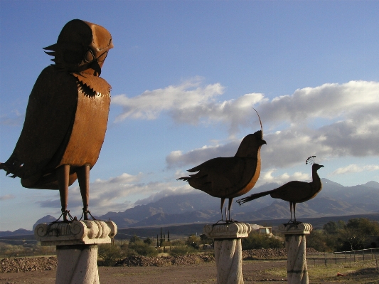 Sea bird vacation wildlife Photo