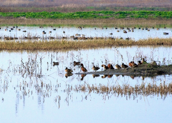 Marsh swamp bird pond Photo