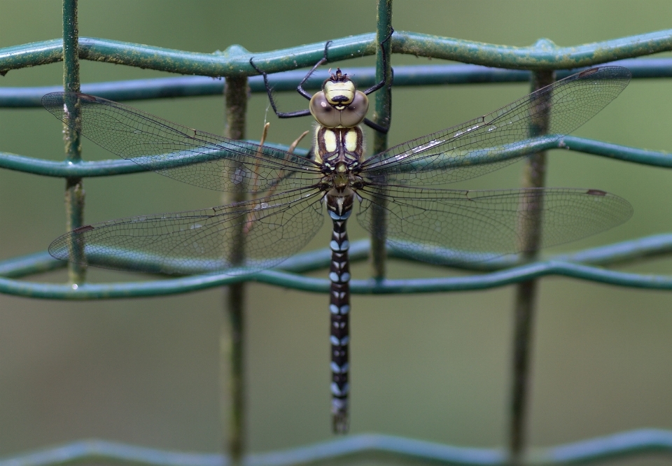 Natura ala bokeh
 recinzione