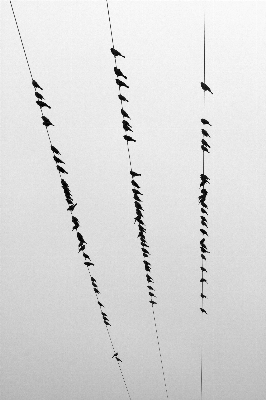 Branch bird black and white line Photo