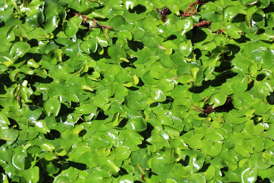 木 草 植物 芝生