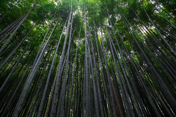 Foto Lanskap pohon hutan cabang