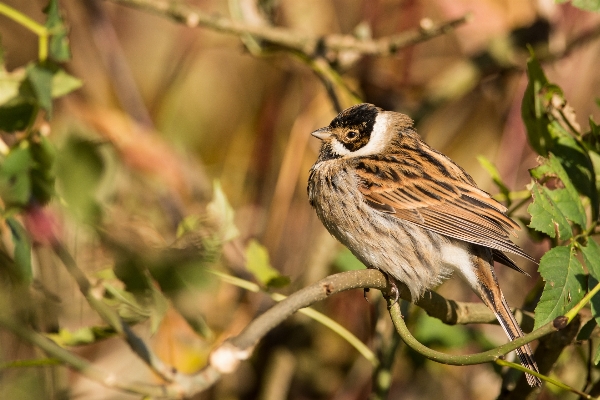 Nature branch bird flower Photo