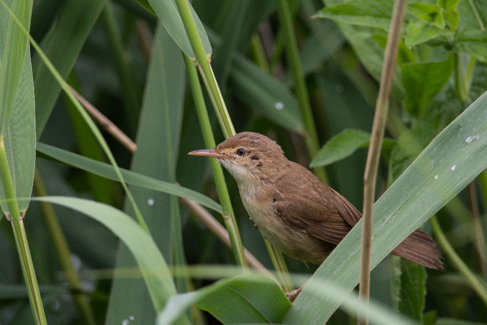 Natur vogel blume schilf
