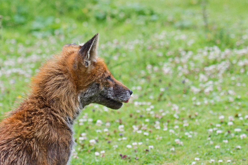 Grass dog wildlife mammal