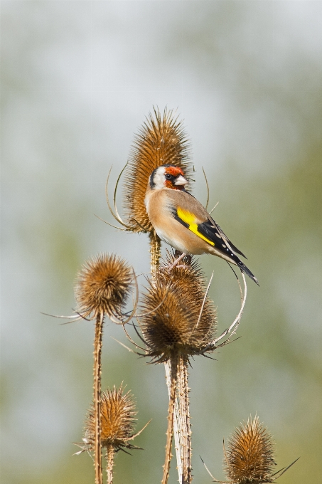 Natur gras zweig vogel