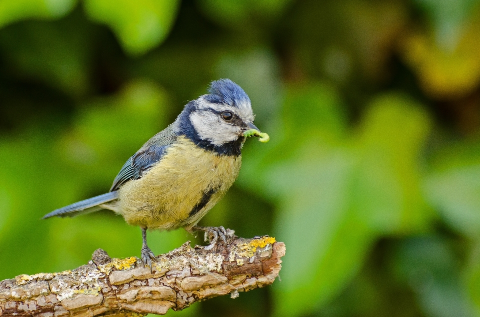 Naturaleza rama pájaro verano