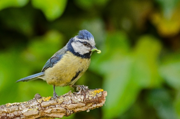 Foto Alam cabang burung musim panas