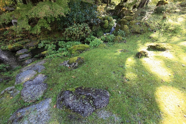 Foto Pohon rock gurun
 tanaman