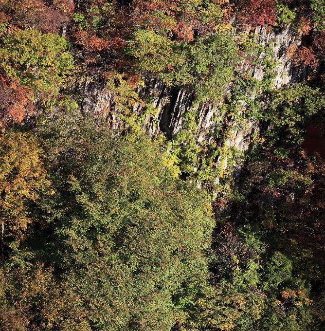 Tree nature forest rock