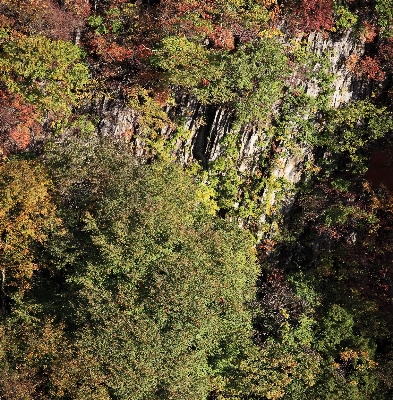 Tree nature forest rock Photo