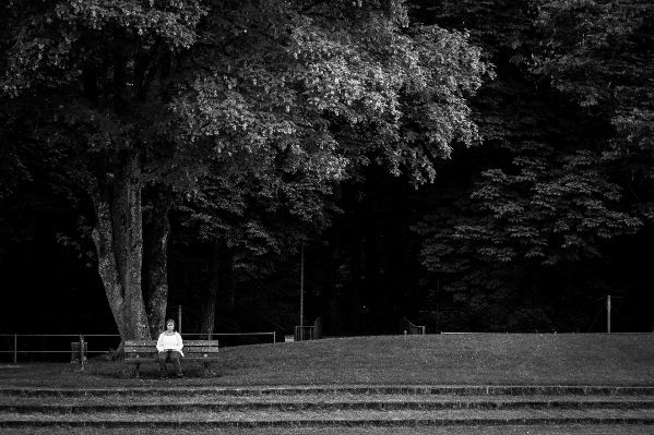 Tree nature light black and white Photo