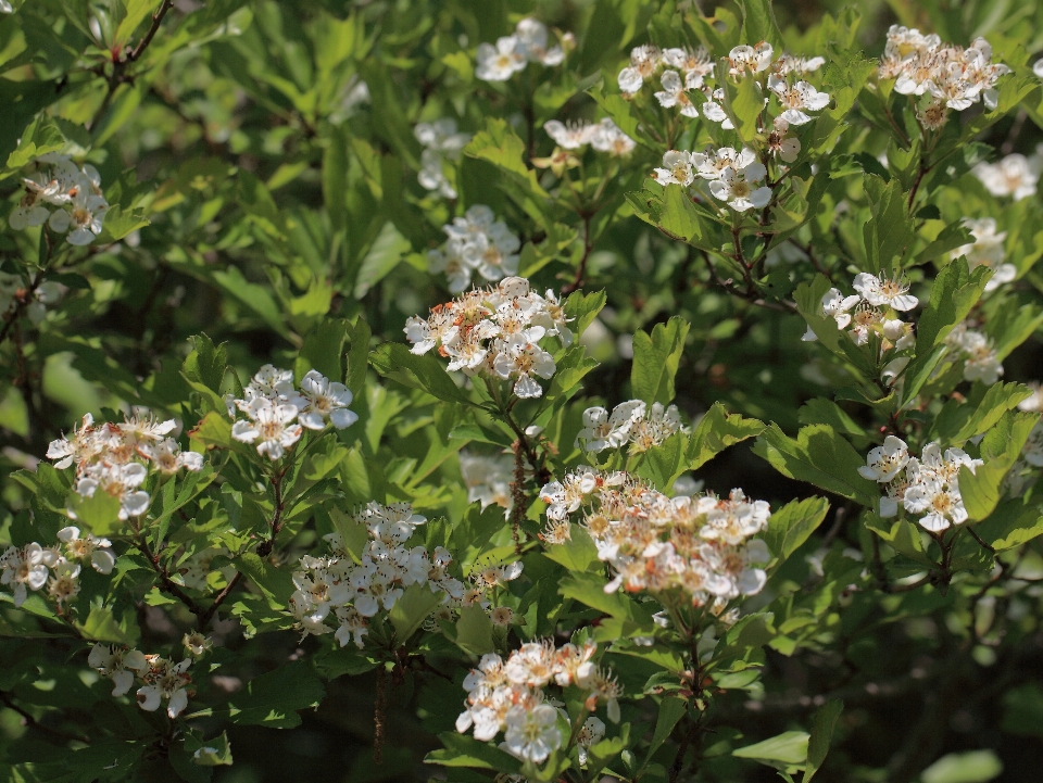 Florecer planta flor alto