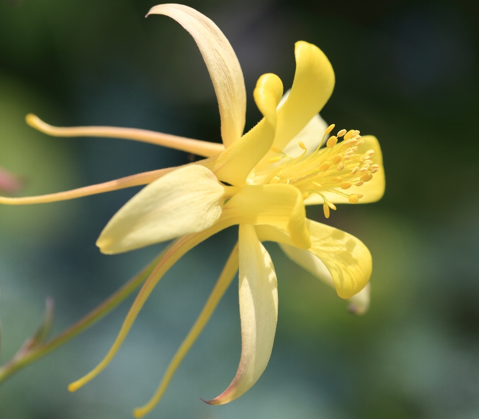 Fleurir usine la photographie feuille